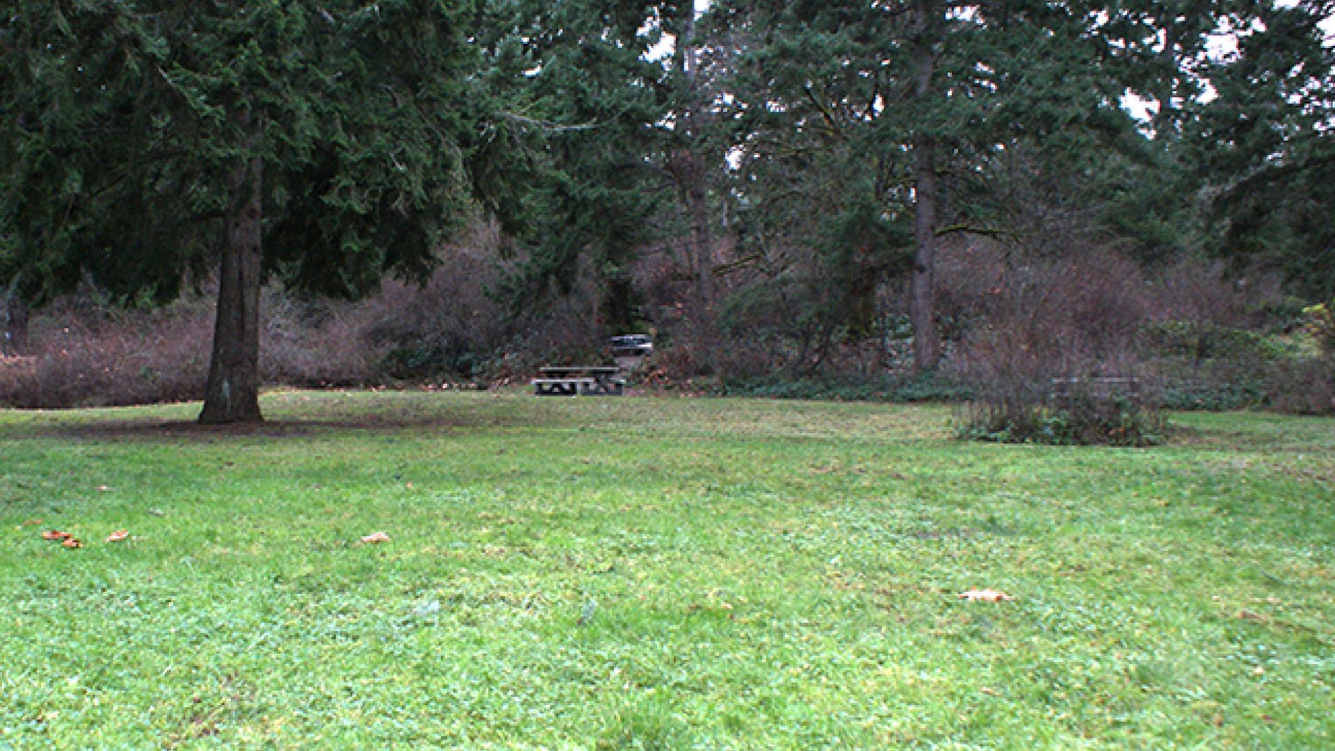 Lush green field surrounded by tall trees and brush in a natural setting.
