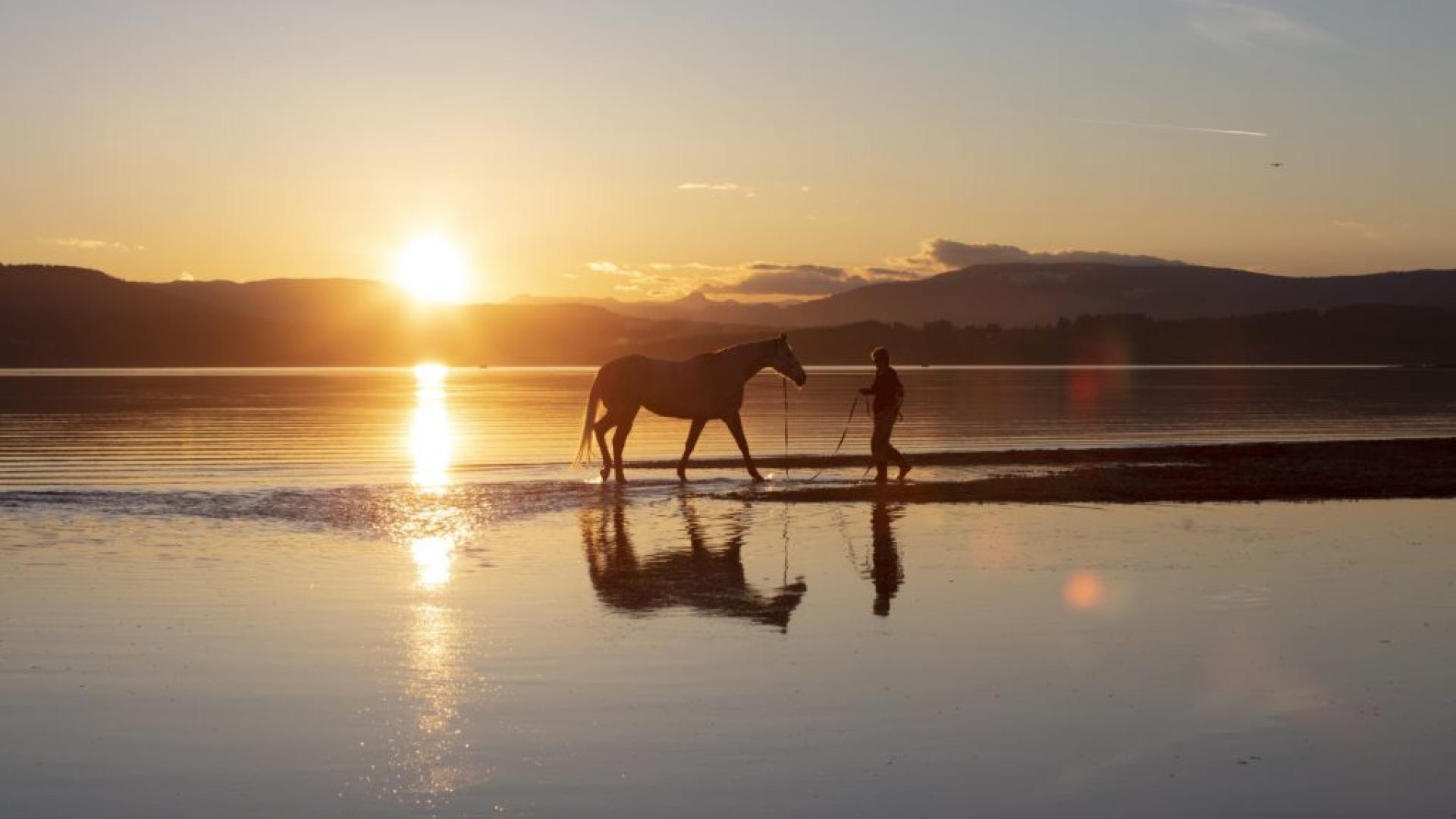 A person leads a horse along a shoreline at sunset, reflecting on calm waters.