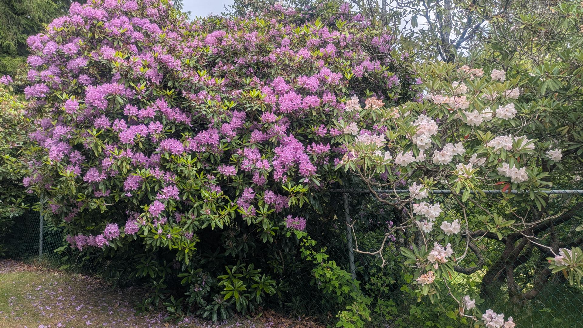 Green rhododendron bushes with pink and white flowers in bloom.