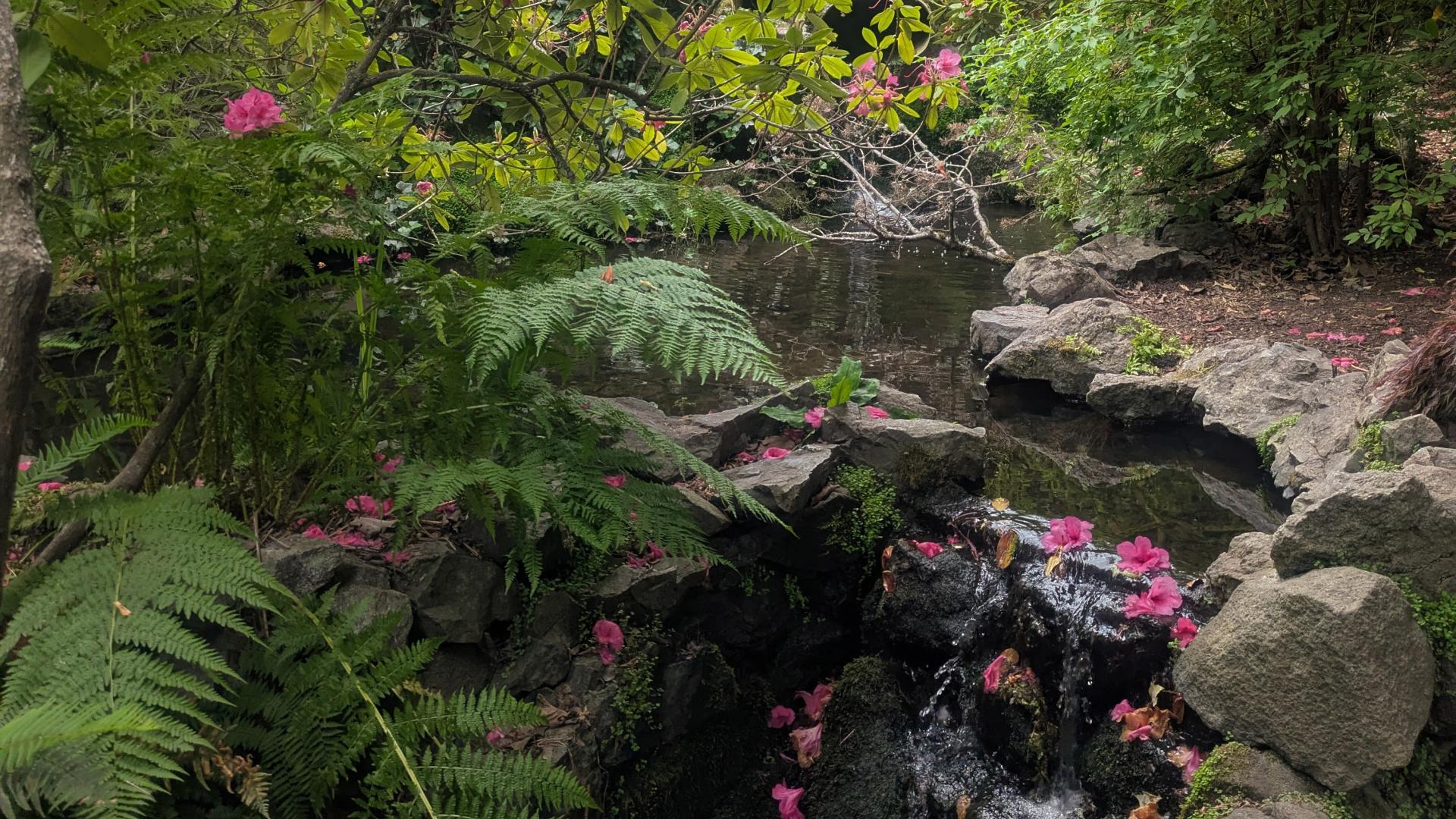 Bushy green plants hanging over a small stream which is lined with rocks.