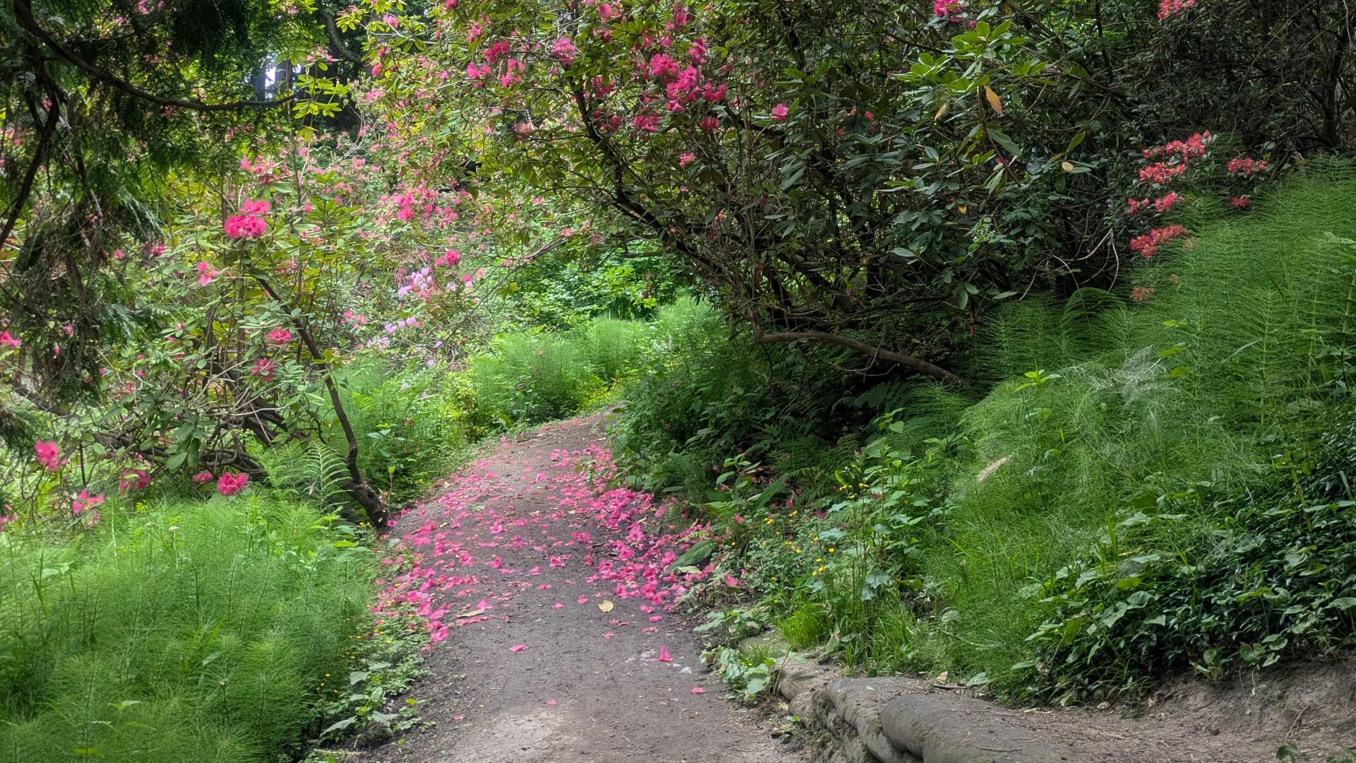 A gravel trail winds through green undergrowth and larger pink blooming rhododendron bush.