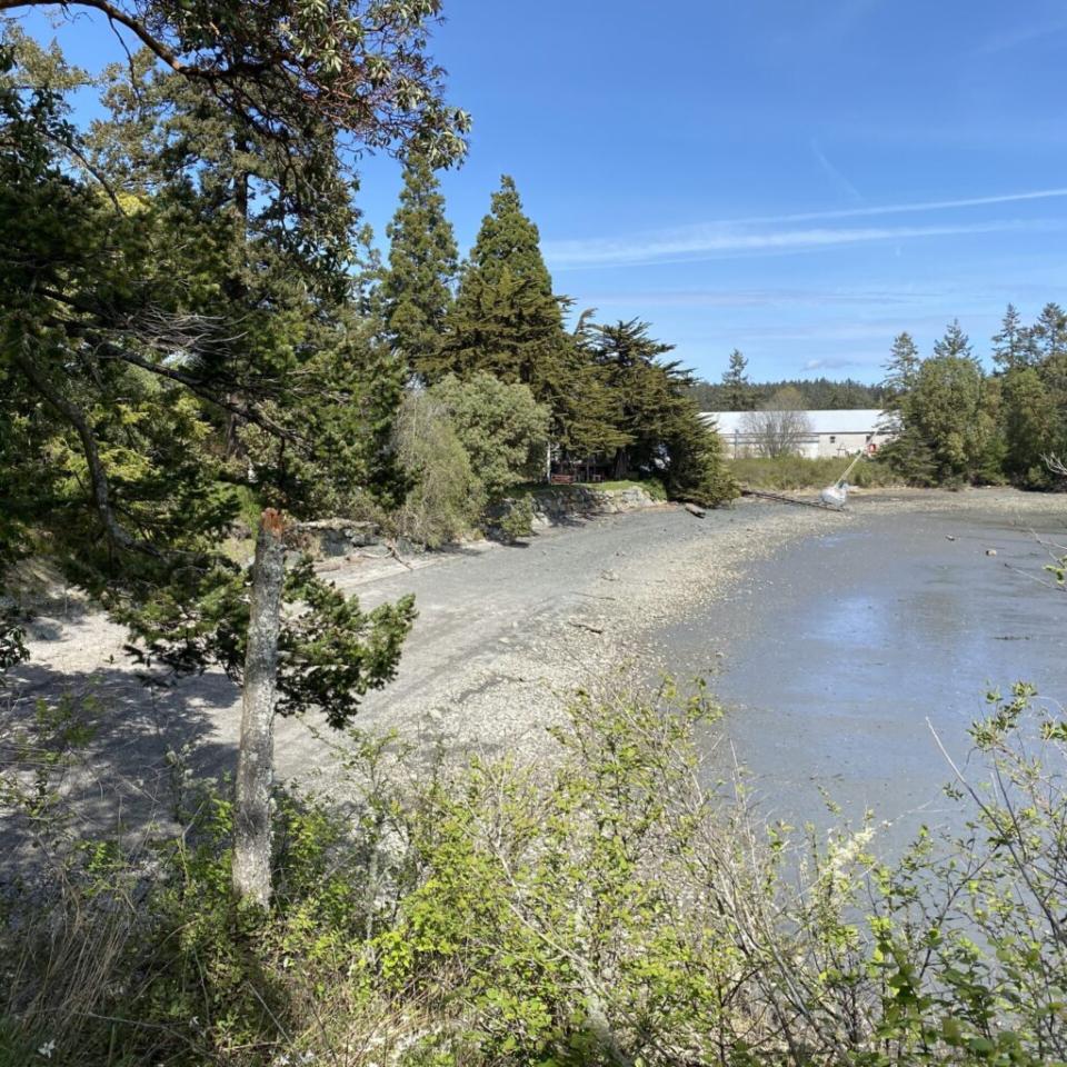 Lush shoreline with trees, calm water, and a clear blue sky in a natural setting.