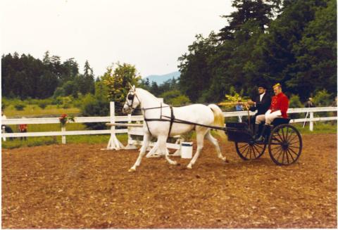 A white horse in a horse-riding corral pulling a small card with two people in it. One is dressed in black and the other is dressed in a red RCMP coat and white pants.