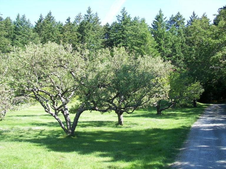 Orchard with leafy trees alongside a gravel path, surrounded by green grass and forest.