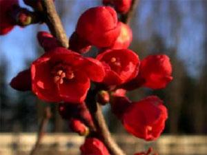 Bright red blossoms on a branch against a blue sky.