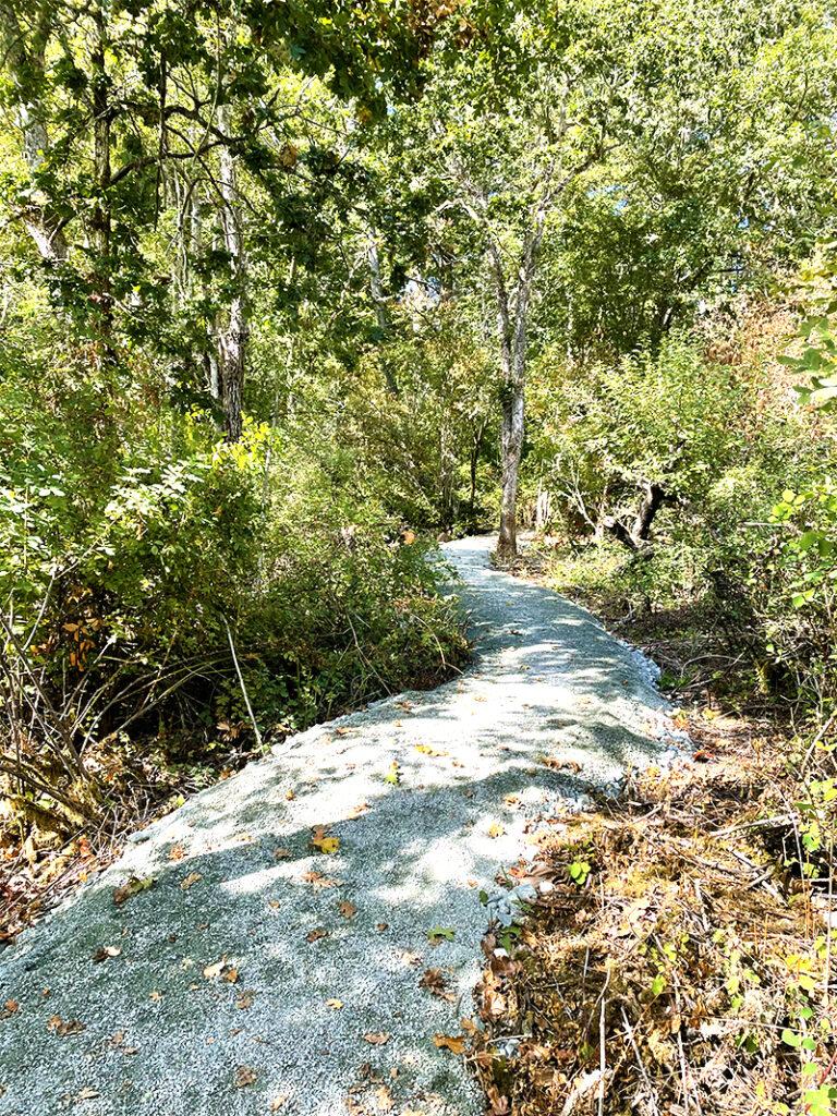 Winding path through lush green trees and bushes in a forested area.