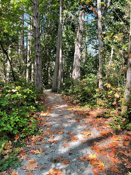 A winding gravel path through a forest with trees and fallen autumn leaves.